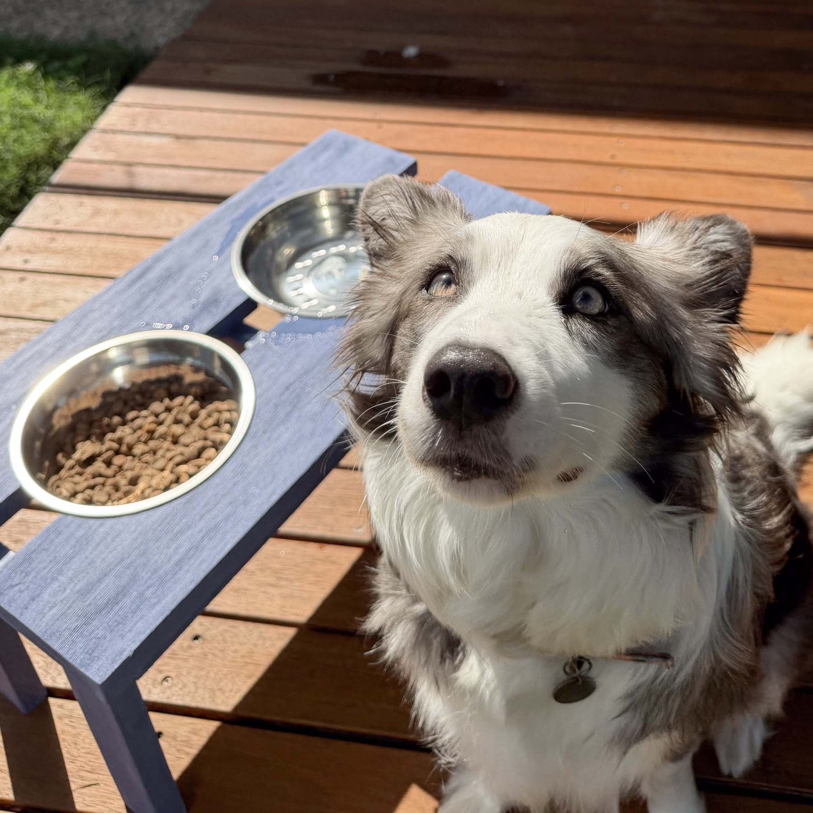 Large Dog Feeder